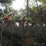 Kangaroo Paw Kangaroo Paw