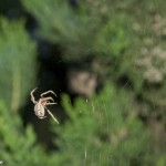 _MG_3962 _MG_3962