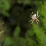 _MG_3966 _MG_3966